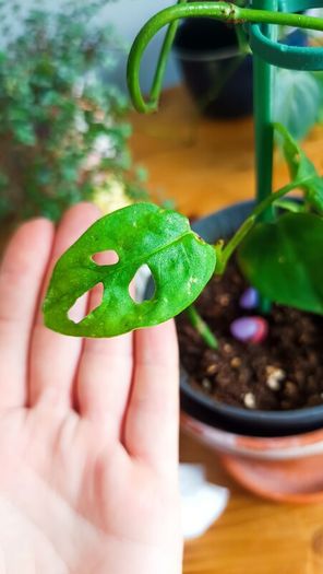 plant