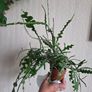 Epiphhyllum anguliger plant zigzag cactus Image 7