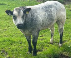 Belgium blue heifers