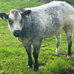 Belgium blue heifers