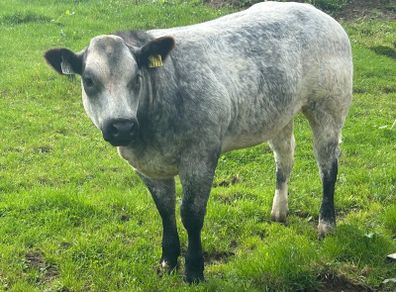 Belgium blue heifers