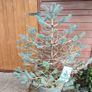 Blue Spruce in a pot Image 2