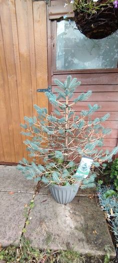 Blue Spruce in a pot
