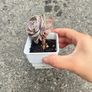 plant Image 3