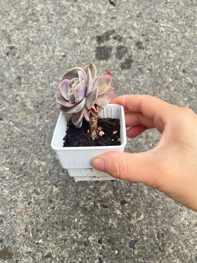plant