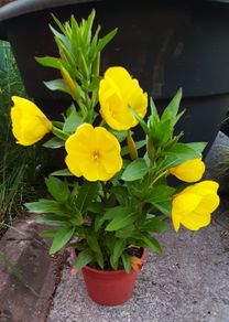Evening primrose