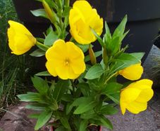 Evening primrose