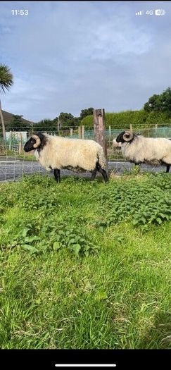 Black faced mountain hogget rams