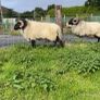 Black faced mountain hogget rams Image 10