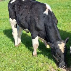 2 fresian bulls 1 hereford