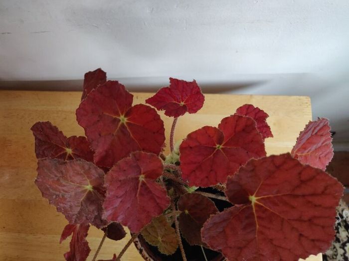 Begonia Autumn Embers in the ceramic pot