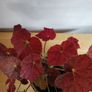 Begonia Autumn Embers in the ceramic pot Image 4