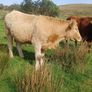 Heifers Image 8