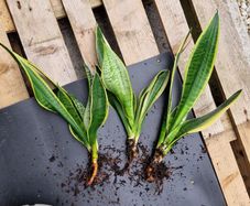 home plant