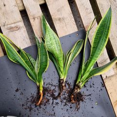 home plant