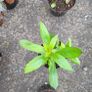 30 fantastic flowering plants/shrubs Image 6