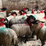 30 super Suffolk ewe lambs Image 2