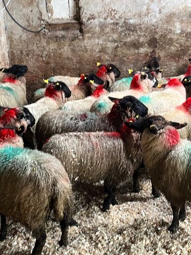 30 super Suffolk ewe lambs
