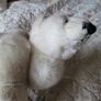 Vintage teddy - polar bear Image 4