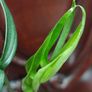 Monstera Subpinnata Image 3
