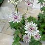 Astrantia Perennial Plants Image 3