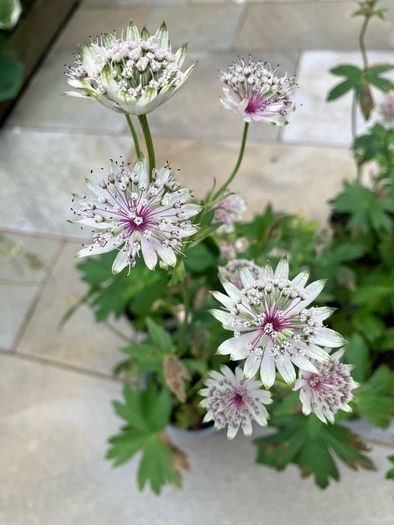 Astrantia Perennial Plants