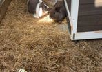 2 lop-eared rabbits
