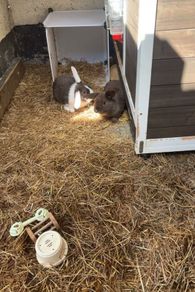 2 lop-eared rabbits
