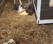 2 lop-eared rabbits