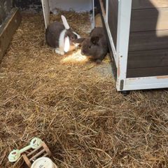 2 lop-eared rabbits