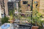 bird cage