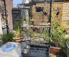 bird cage