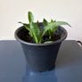 snake plant Image 3