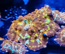 Flame bounce mushroom