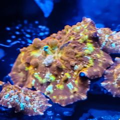 Flame bounce mushroom