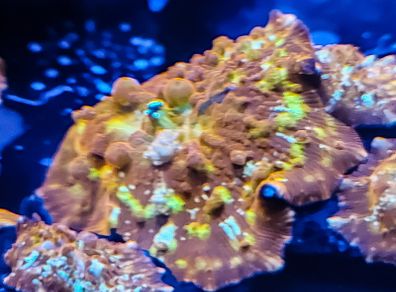 Flame bounce mushroom