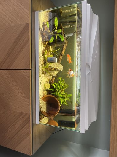 fish