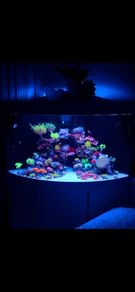 Juwel Trigon Aquarium
