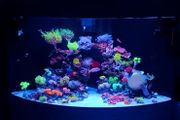 Juwel Trigon Aquarium