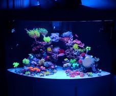 Juwel Trigon Aquarium
