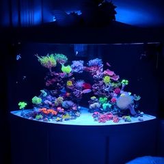 Juwel Trigon Aquarium