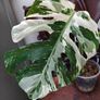No.70 Monstera Albo Image 3