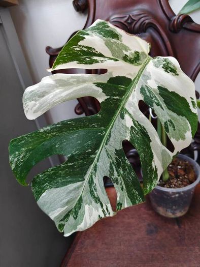 No.70 Monstera Albo