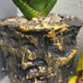 aloe vera Image 2