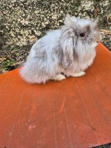 rabbit Mini lop