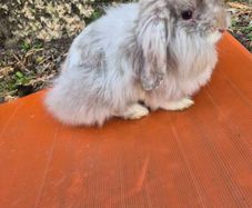 rabbit Mini lop