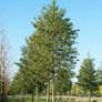 Potted Alder & Birch Trees Image 4