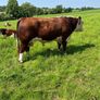 Hereford Bull Image 4