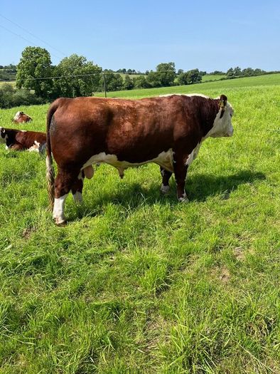 Hereford Bull