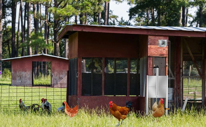 BRAND NEW EU Stock 110V-220V Automatic Chicken Coop Door Opener Kit with Infrared Sensor,Rainproof Outdoor Timer Controller Actuator Motor